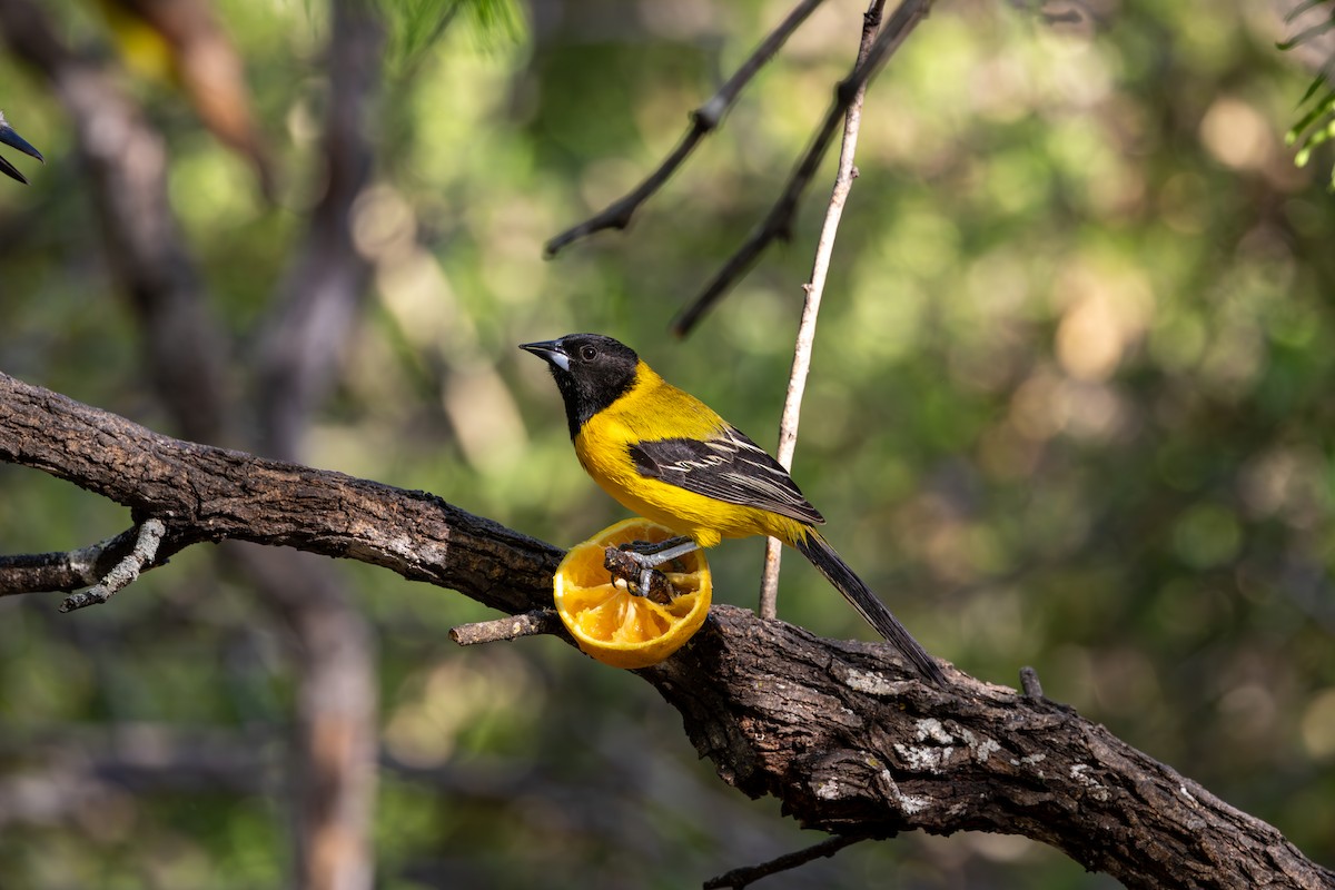 Audubon's Oriole - ML632990398
