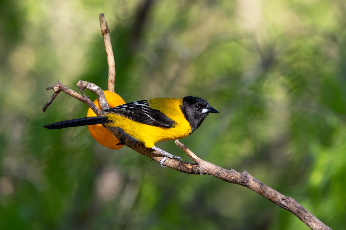 Audubon's Oriole - ML632990399