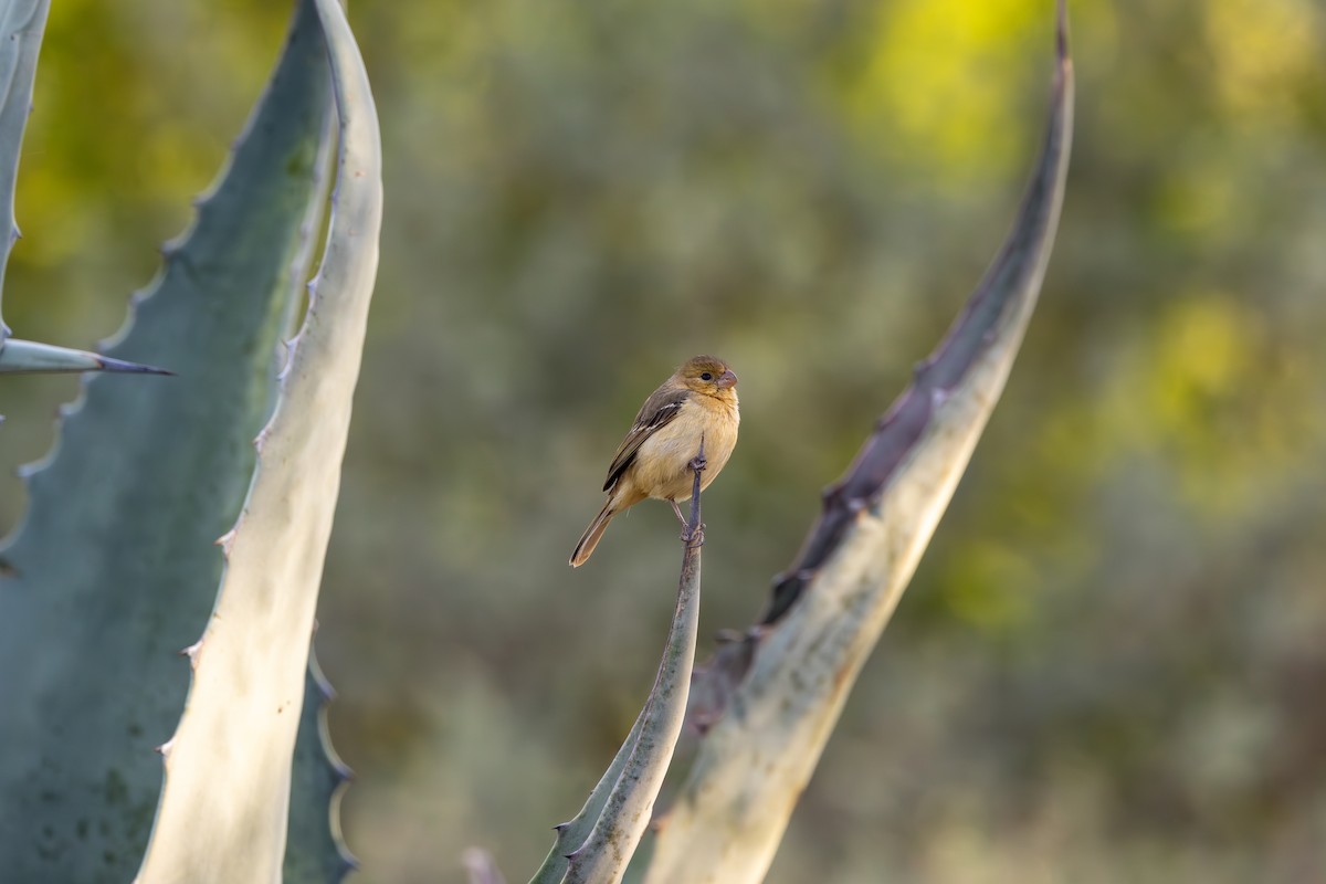 Morelet's Seedeater - ML632990427