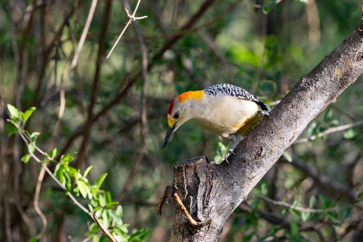 Golden-fronted Woodpecker - ML632990457
