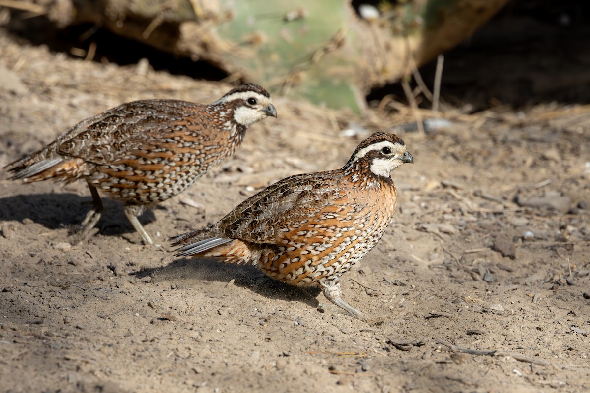 Northern Bobwhite - ML632990479
