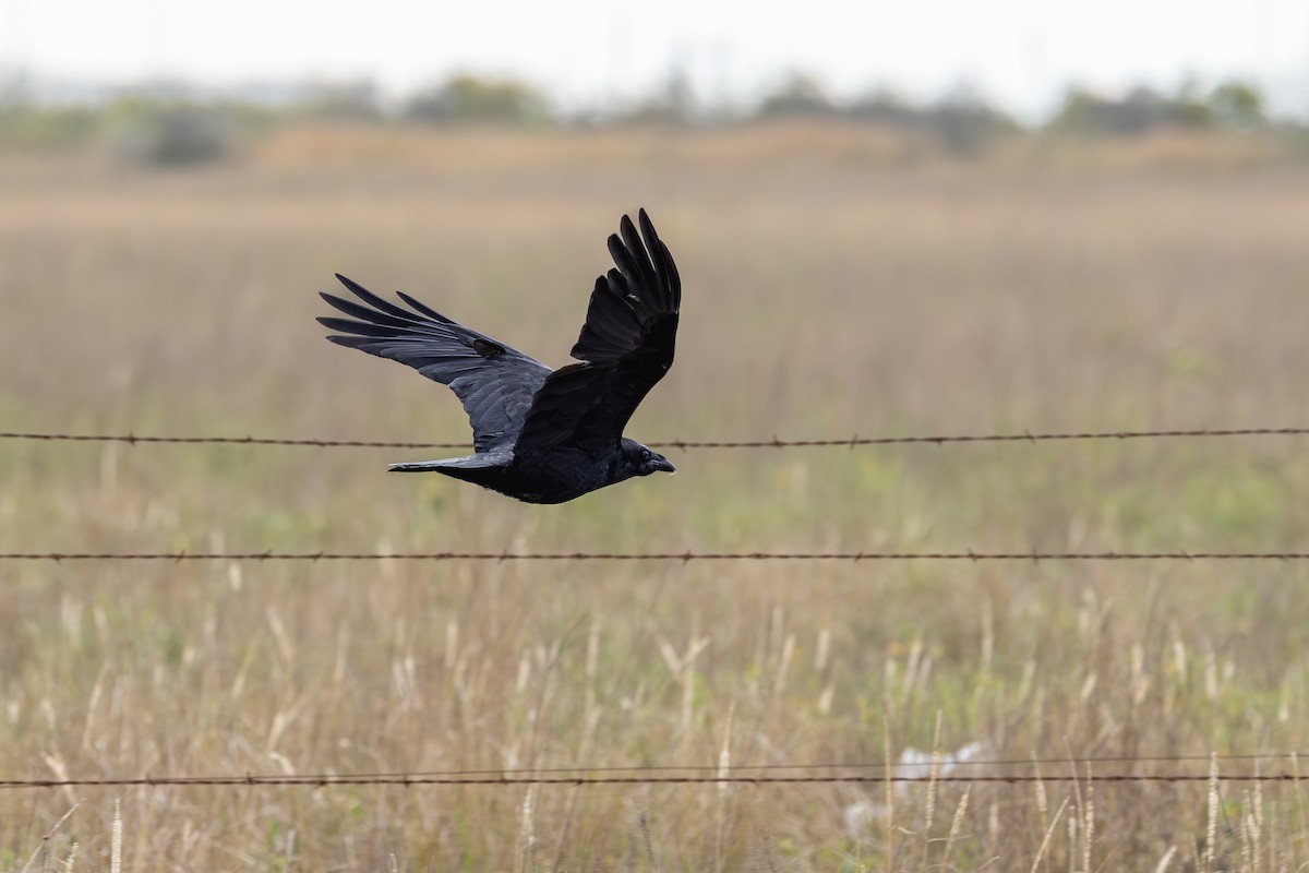Chihuahuan Raven - ML632990681