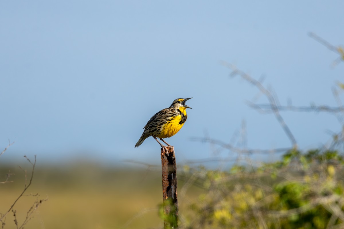 Eastern Meadowlark - ML632990732