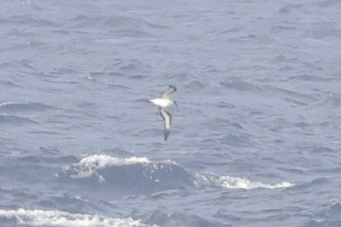 Black-capped Petrel - ML632990734