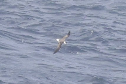 Black-capped Petrel - ML632990735
