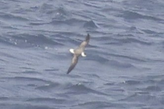 Black-capped Petrel - ML632990736
