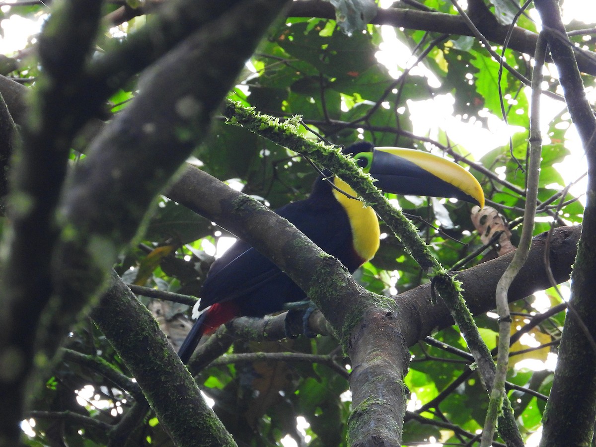 Toucan du Choco - ML632990797