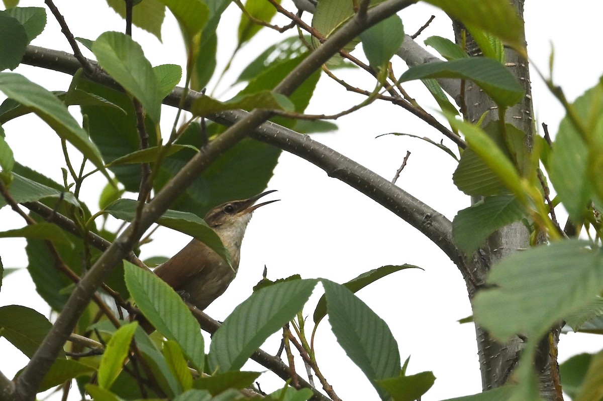 Bolivian Earthcreeper - ML632990878