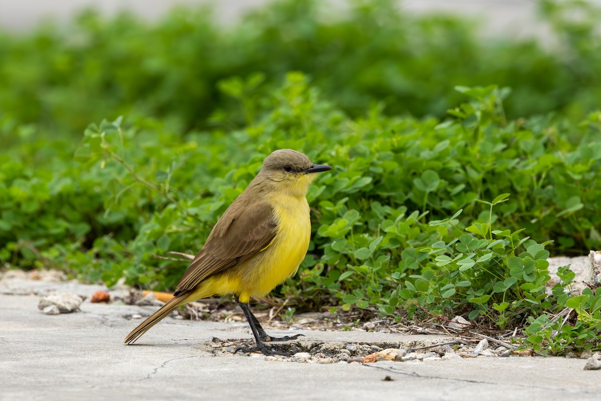 Cattle Tyrant - ML632990938