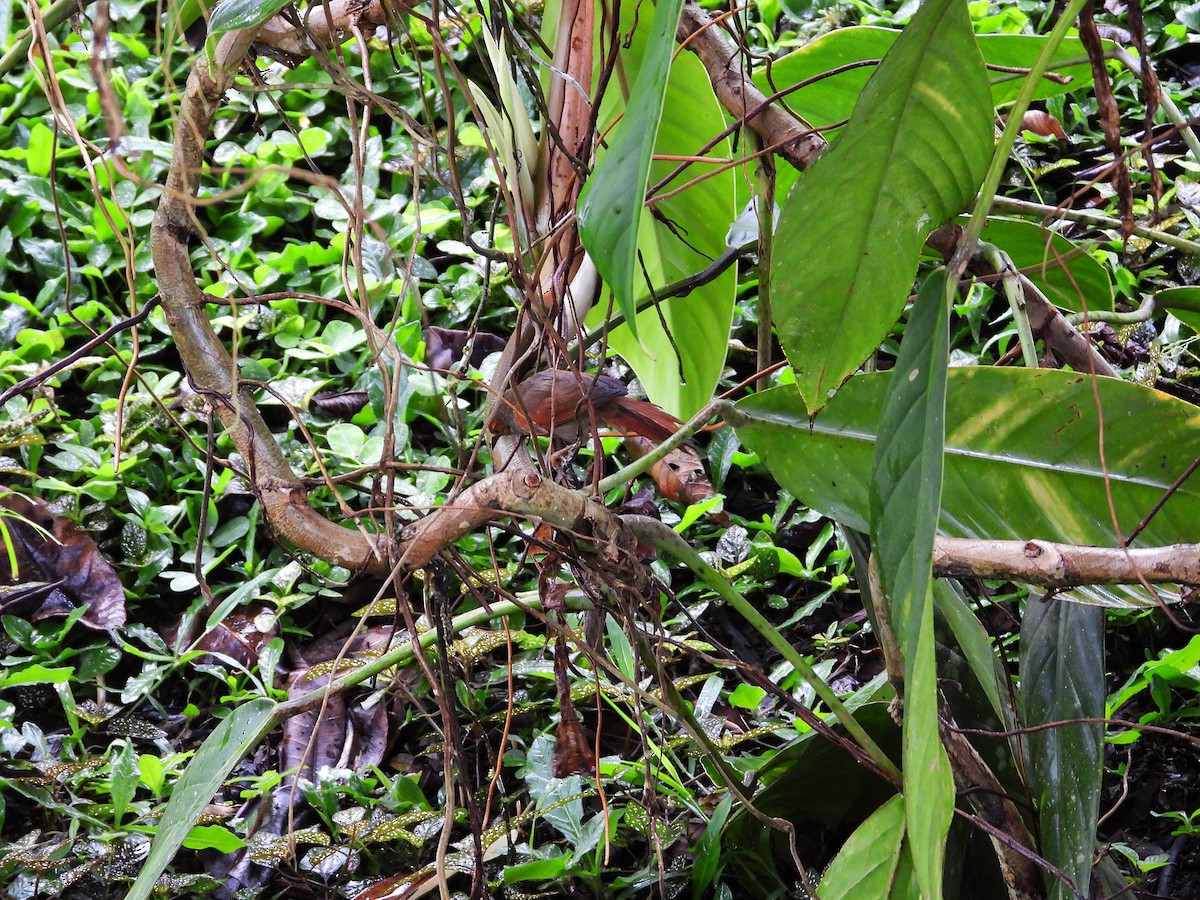 Red-faced Spinetail - ML632990989