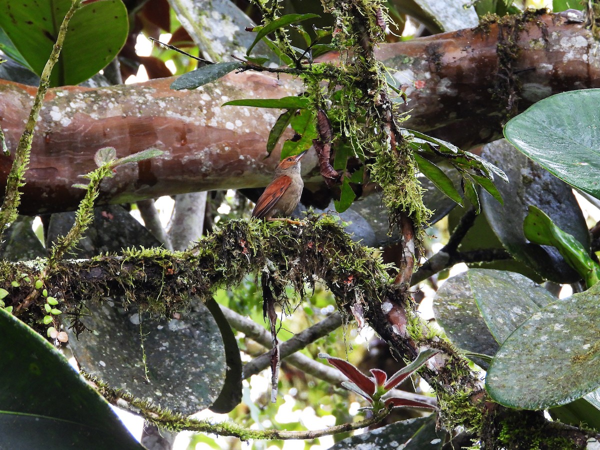 Red-faced Spinetail - ML632990997