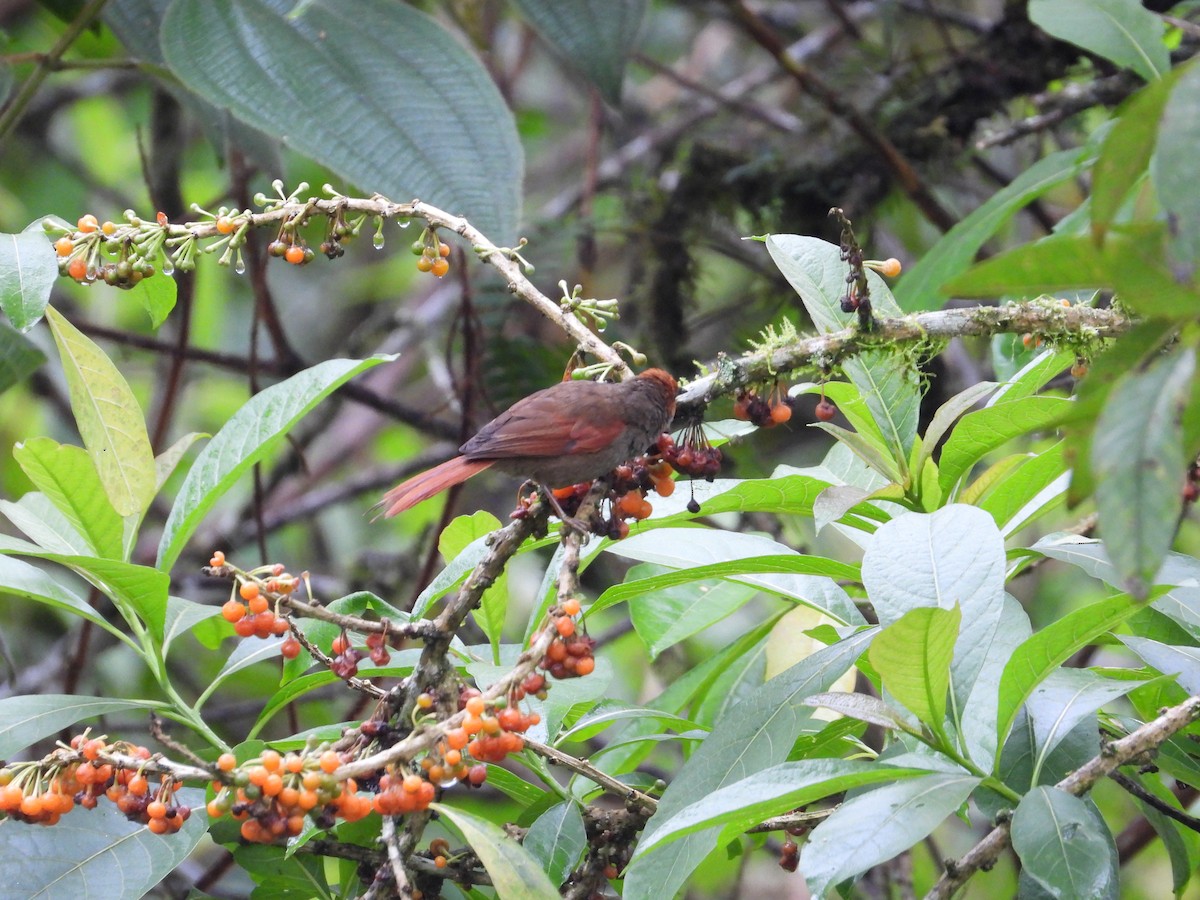 Red-faced Spinetail - ML632991009