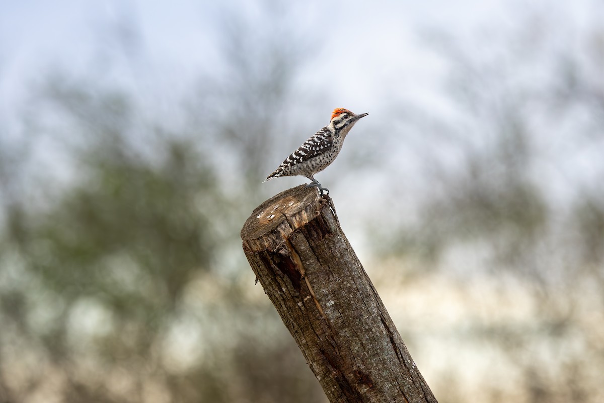 Ladder-backed Woodpecker - ML632991121
