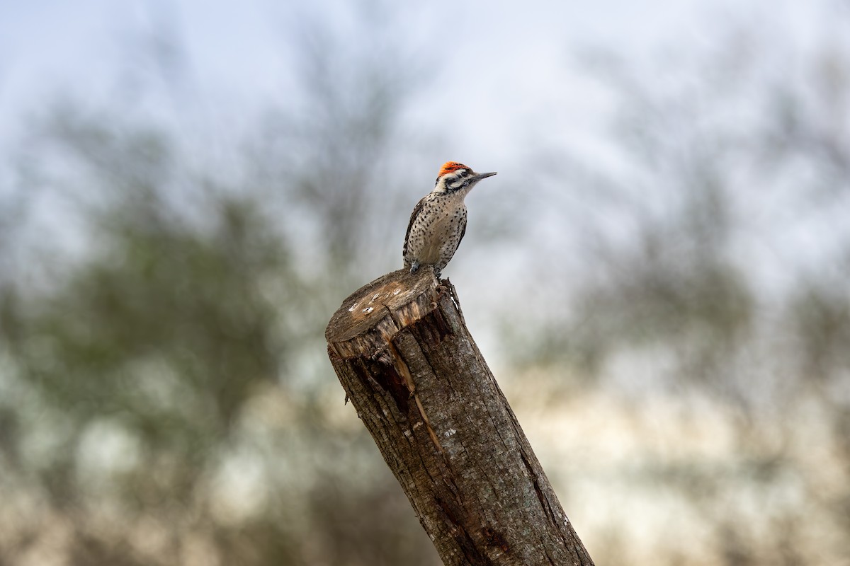 Ladder-backed Woodpecker - ML632991122