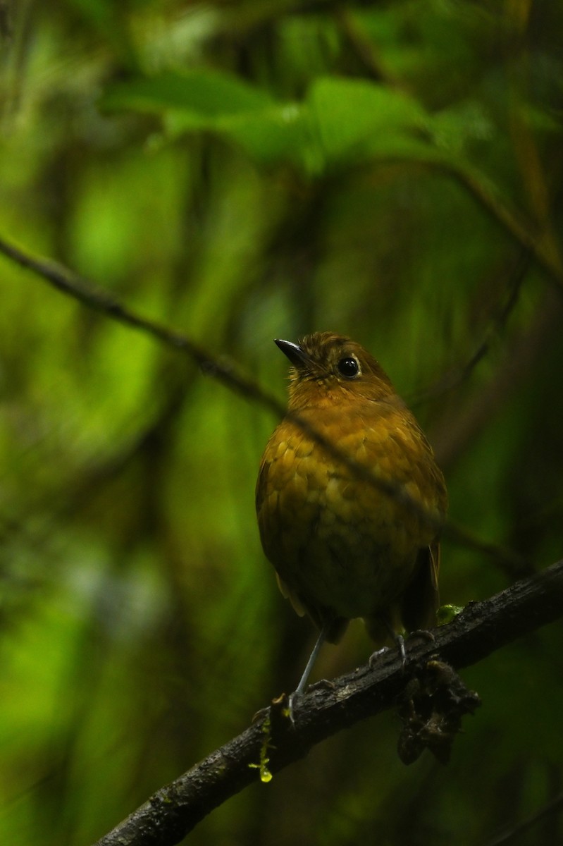 Bolivian Antpitta - ML632991159