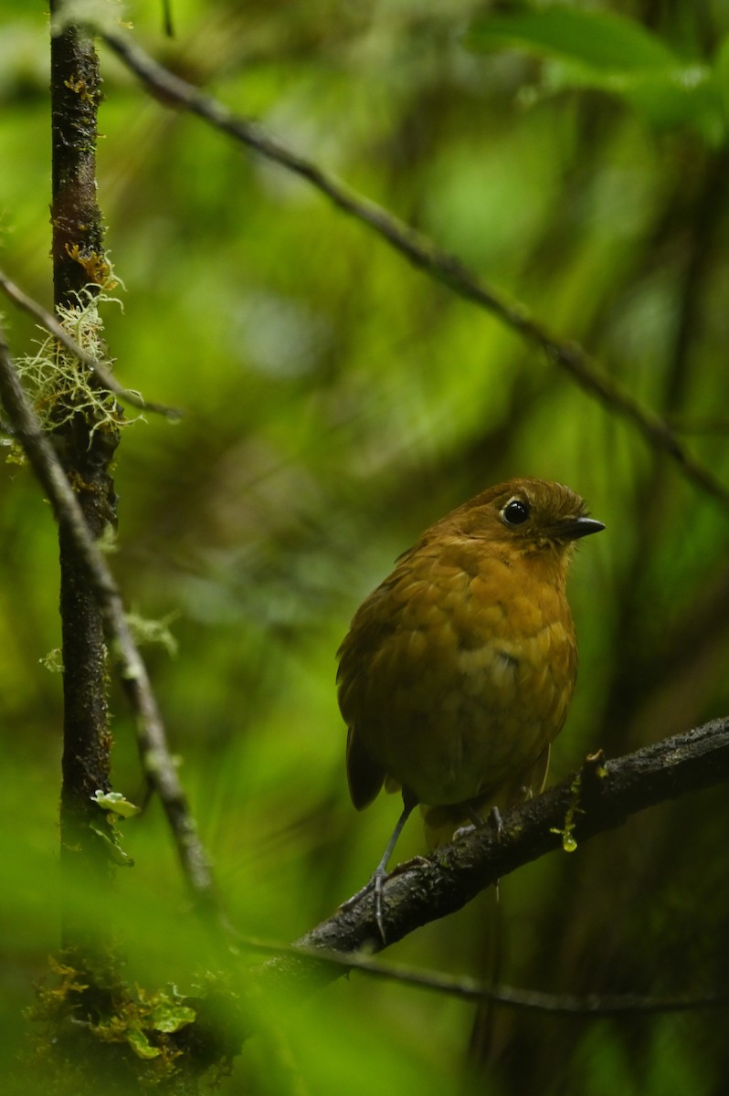 Bolivian Antpitta - ML632991164