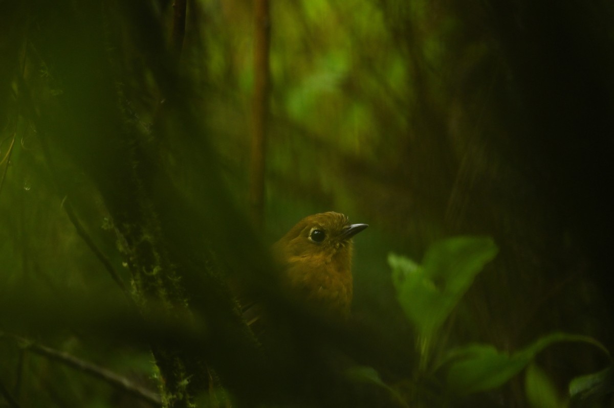 Bolivian Antpitta - ML632991173