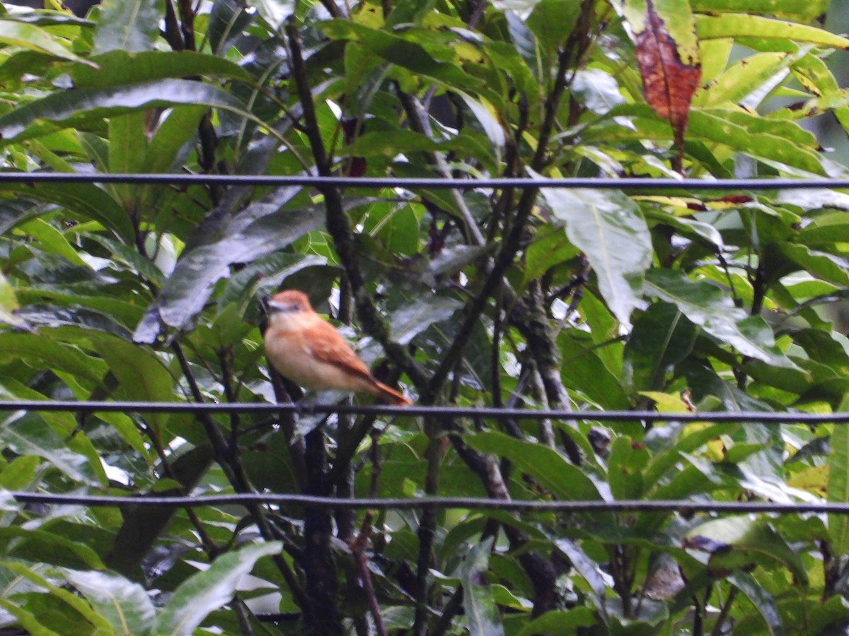 Cinnamon Becard - ML632991190