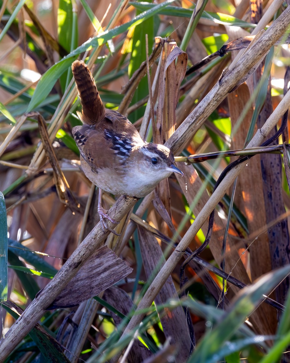 Marsh Wren - ML632991247