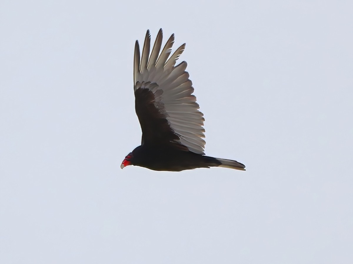 Turkey Vulture - ML632991266