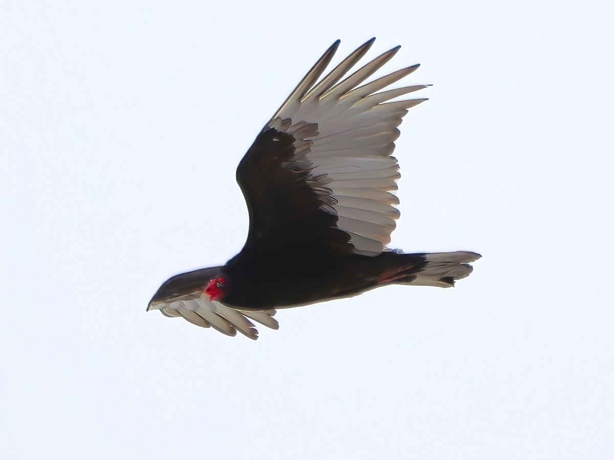 Turkey Vulture - ML632991267