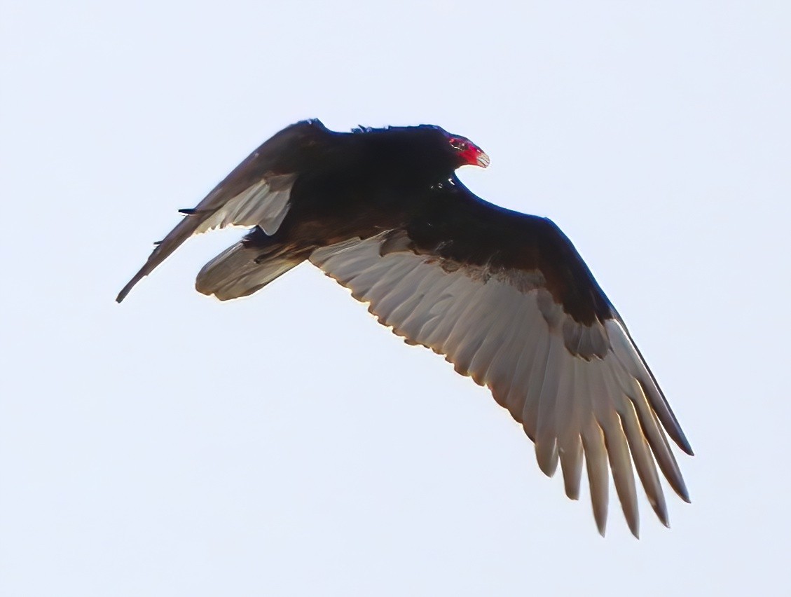 Turkey Vulture - ML632991268