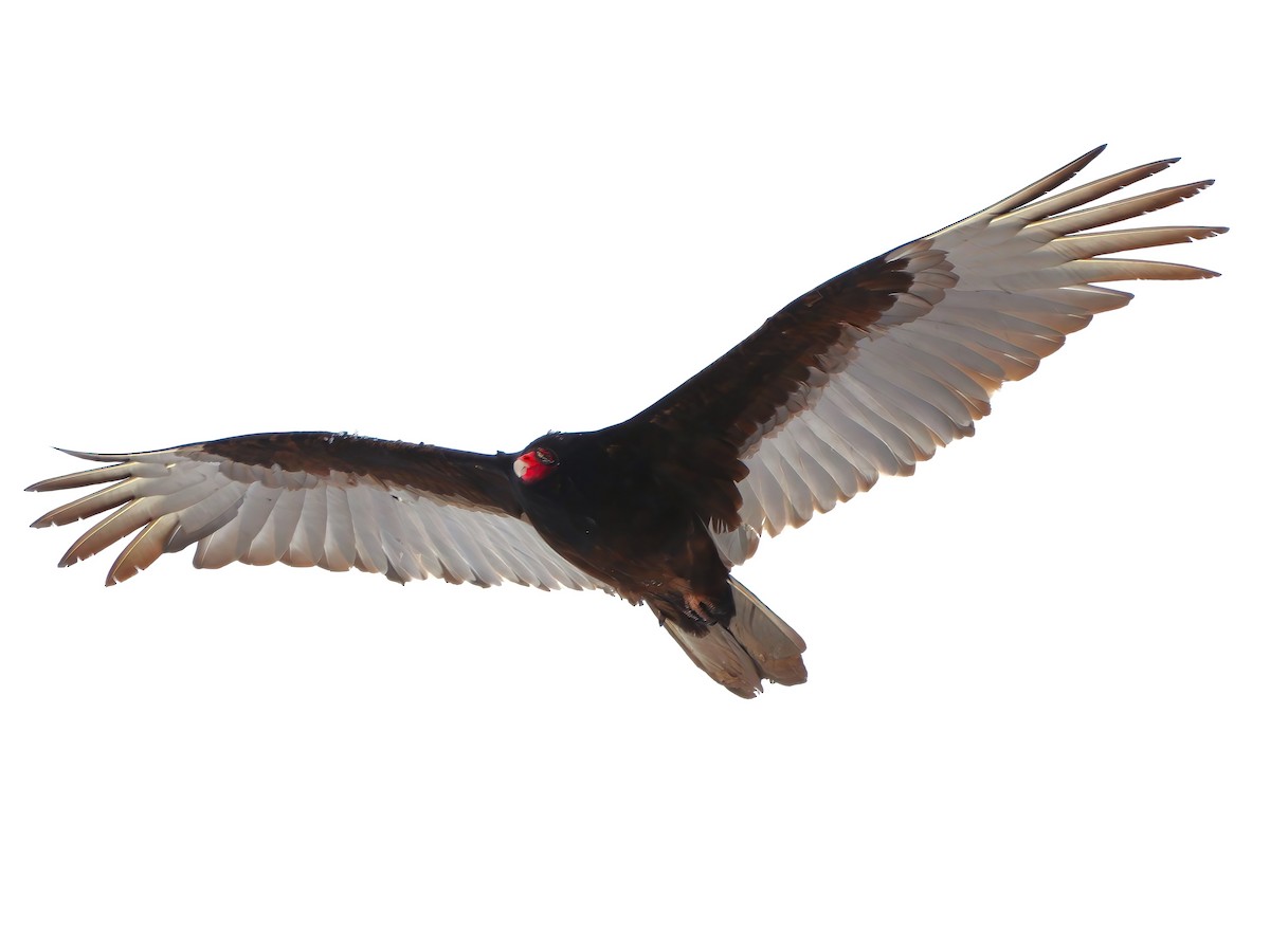 Turkey Vulture - ML632991269