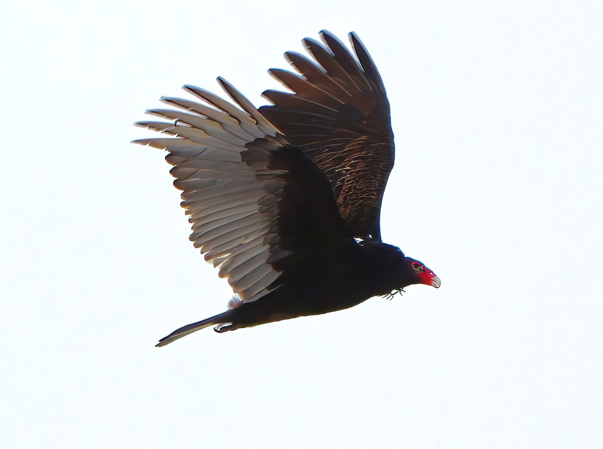 Turkey Vulture - ML632991270