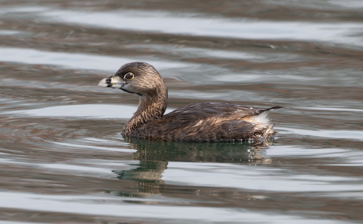 Pied-billed Grebe - ML632991333