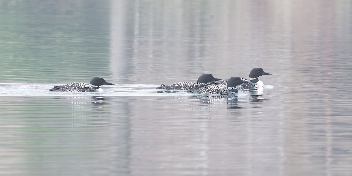 Common Loon - ML632991339