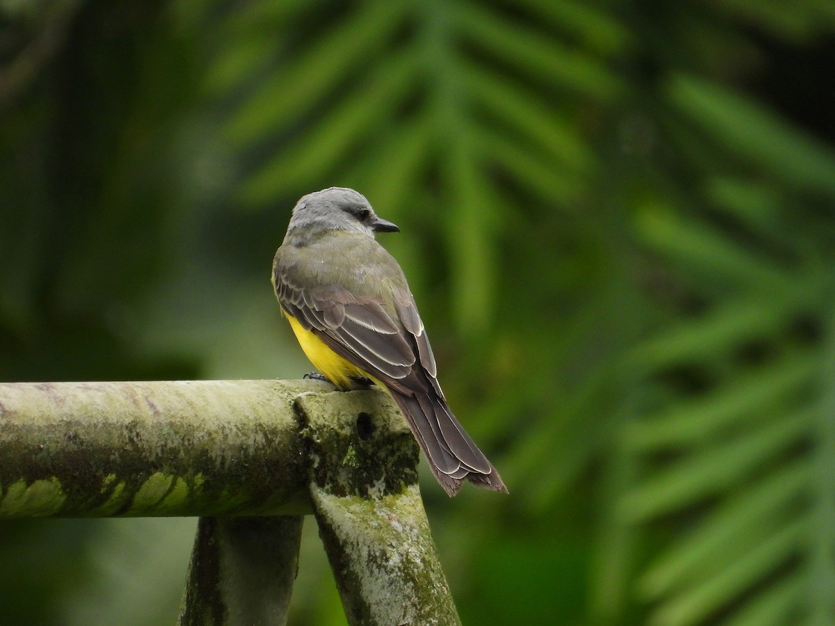 Tropical Kingbird - ML632991363