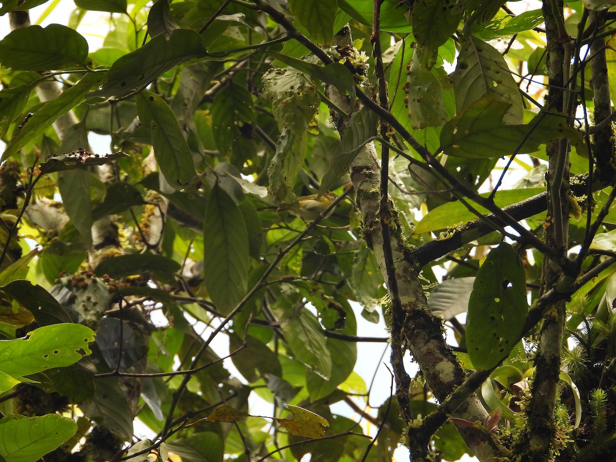 Lesser Greenlet - ML632991379