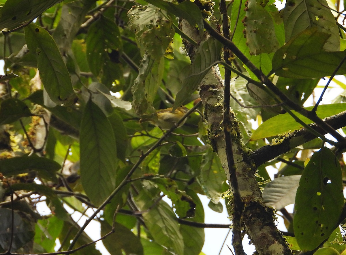 Lesser Greenlet - ML632991387