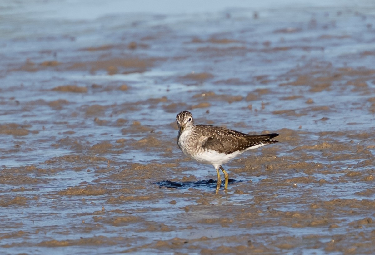 Solitary Sandpiper - ML632991445