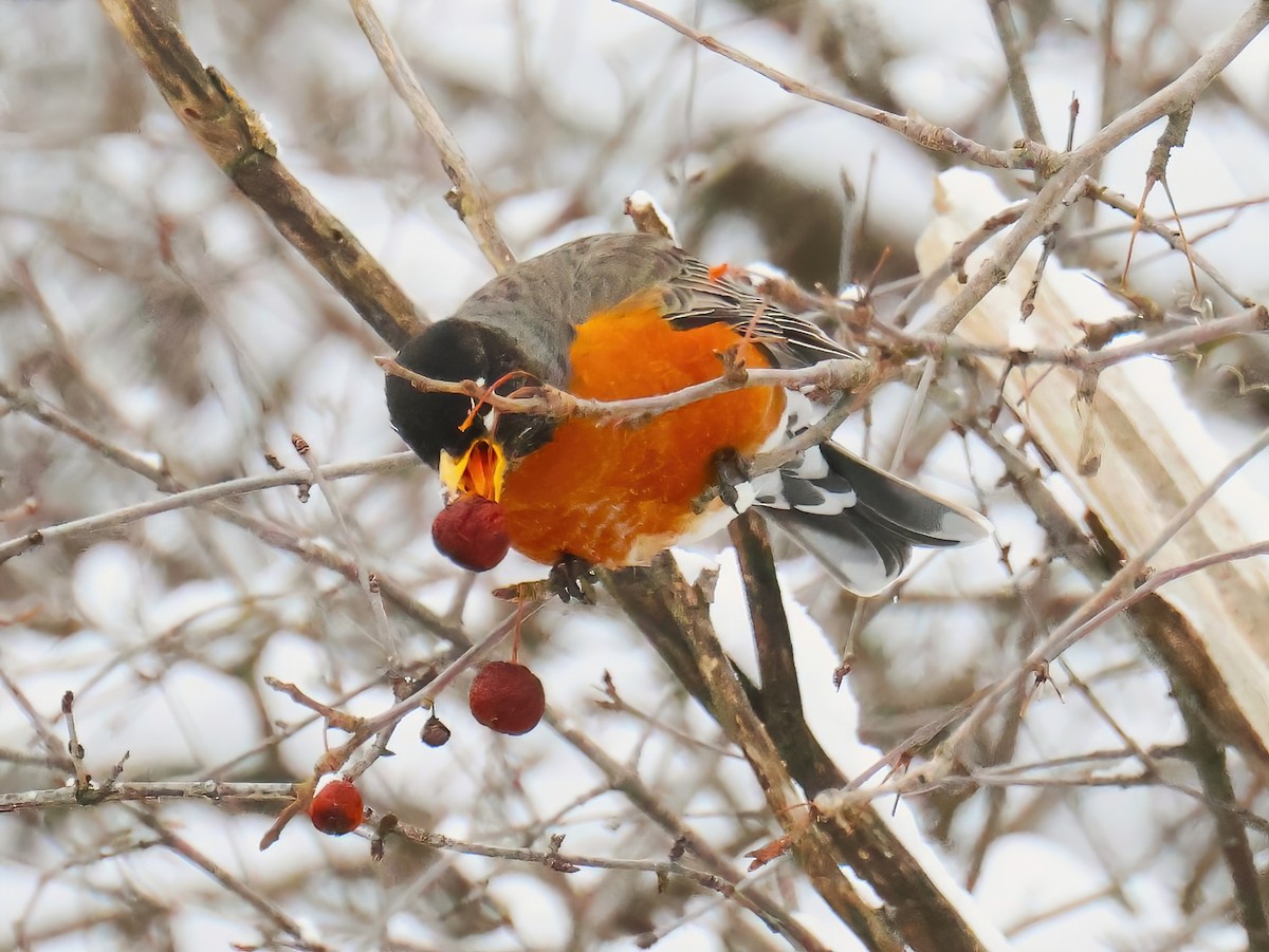 American Robin - ML632991505