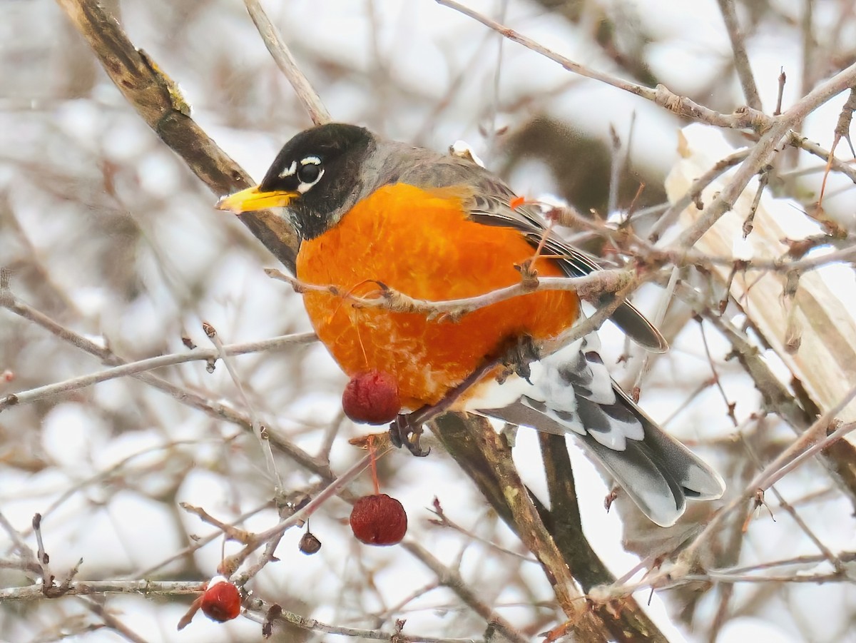 American Robin - ML632991506