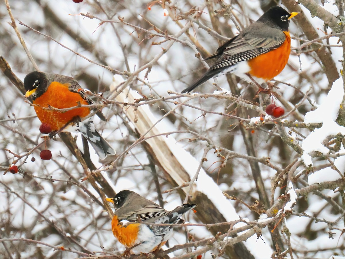 American Robin - ML632991507