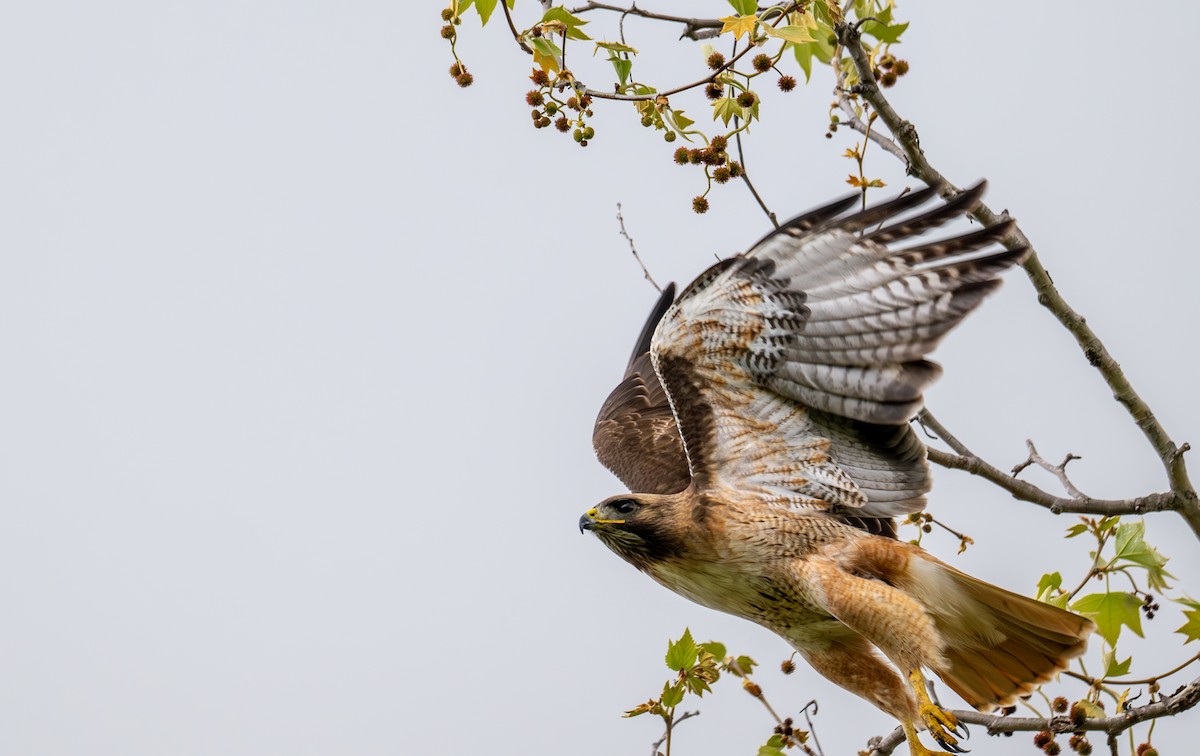 Red-tailed Hawk - ML632991558