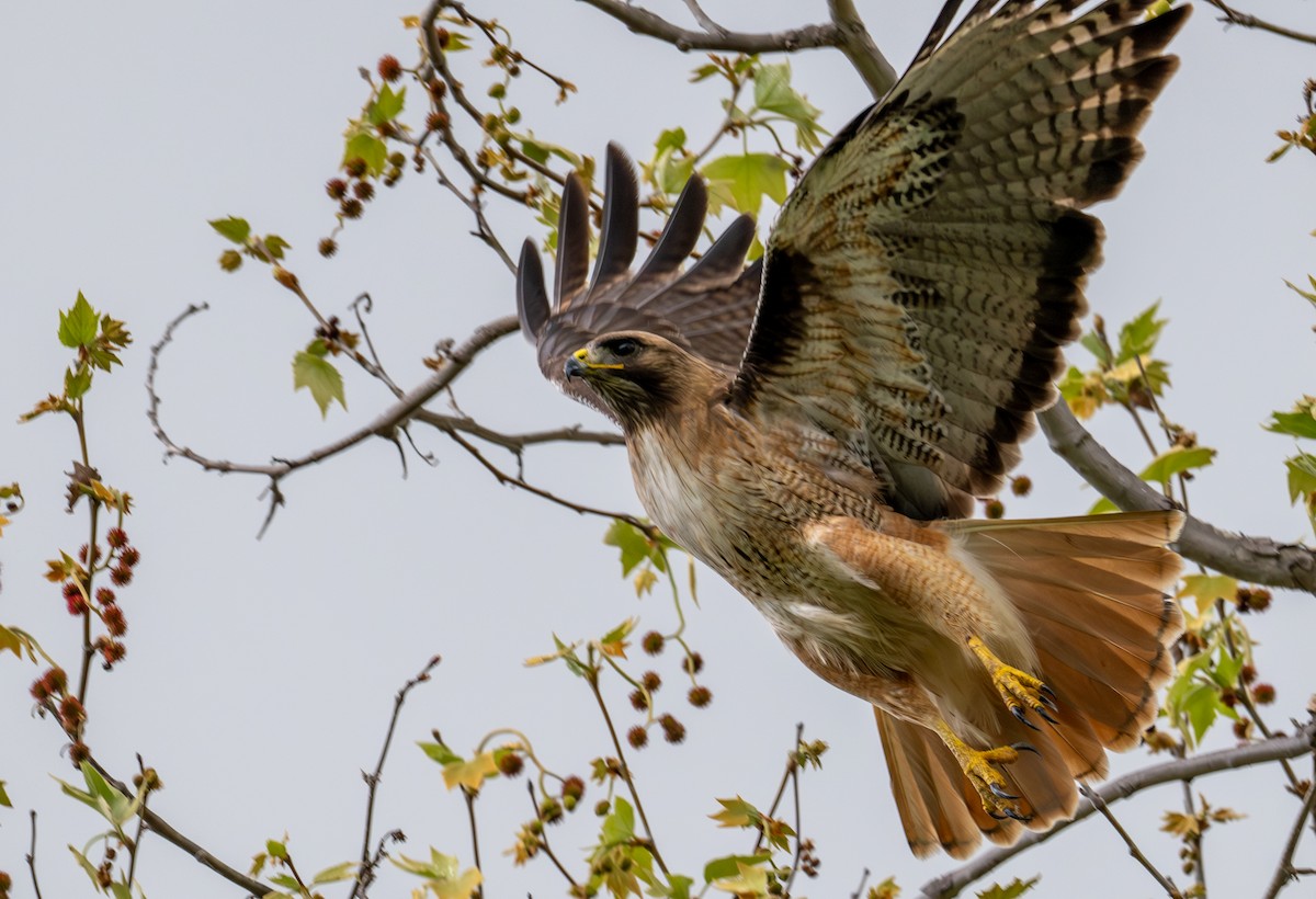 Red-tailed Hawk - ML632991559