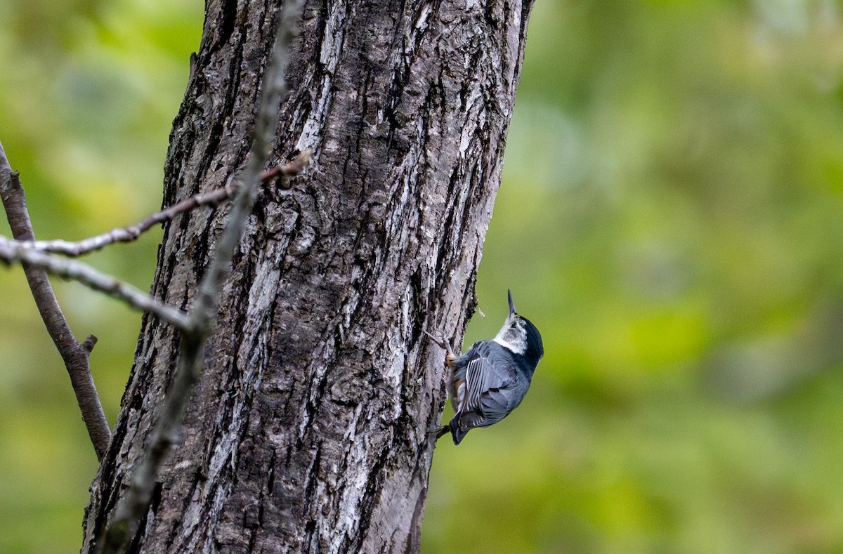 White-breasted Nuthatch - ML632991626