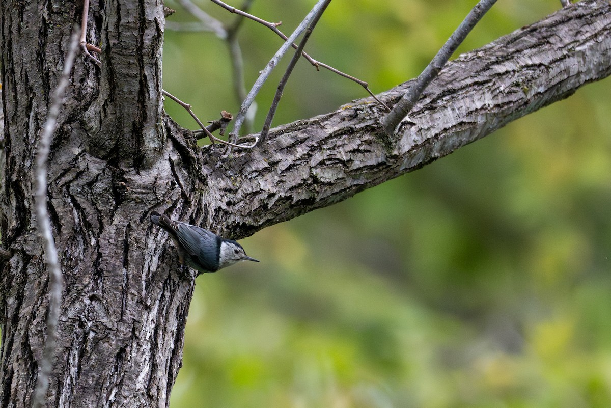 White-breasted Nuthatch - ML632991627