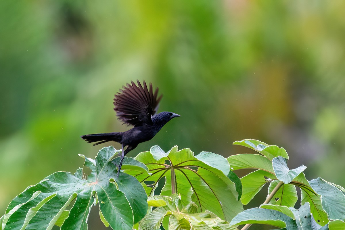 Forbes's Blackbird - ML632991632