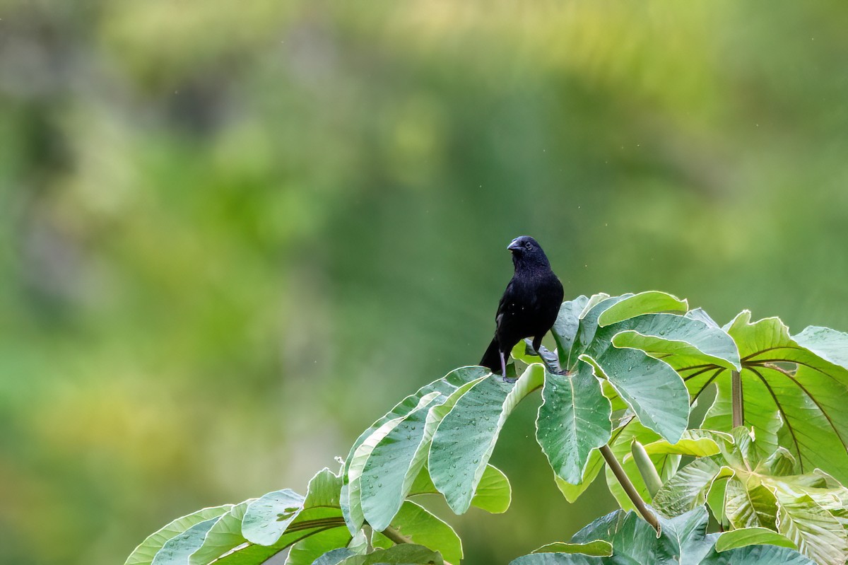 Forbes's Blackbird - ML632991633