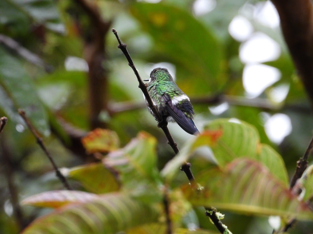 Green Thorntail - ML632991839