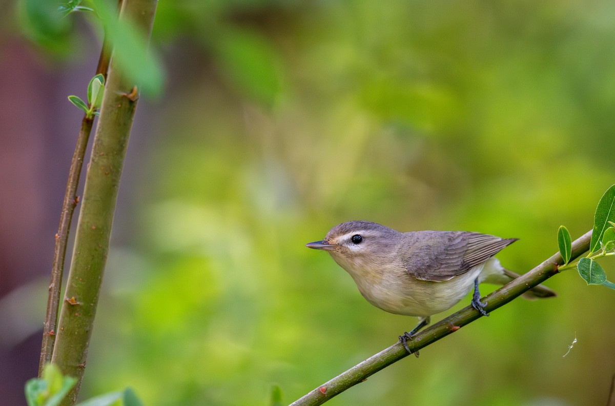 Warbling Vireo - ML632991857