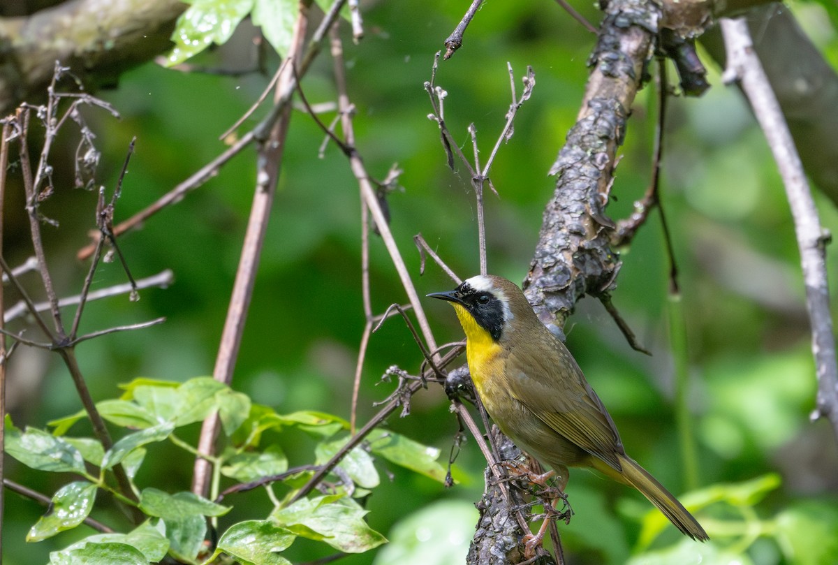 Common Yellowthroat - ML632991870