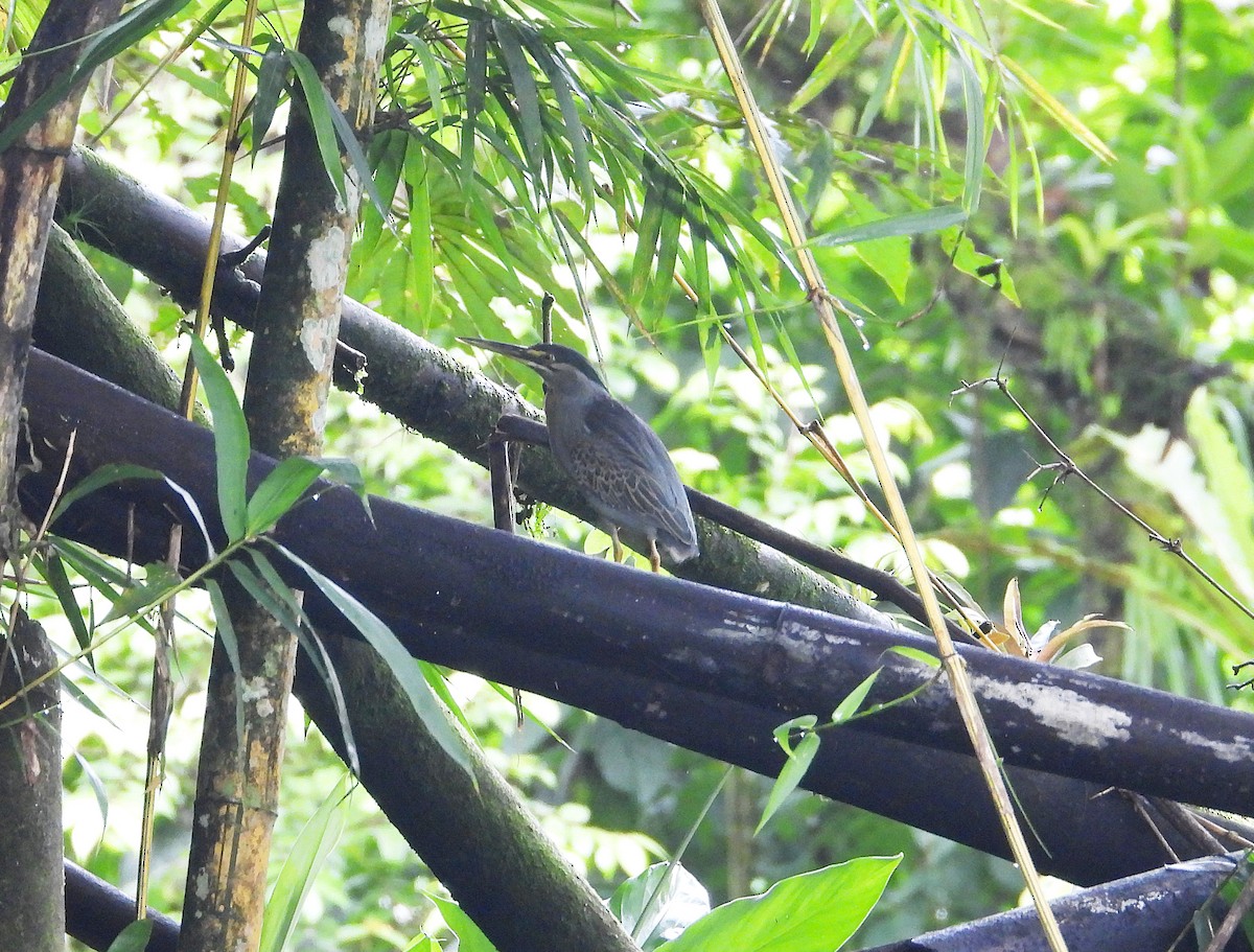 Striated Heron - ML632991872