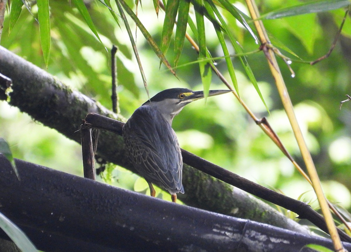 Striated Heron - ML632991875