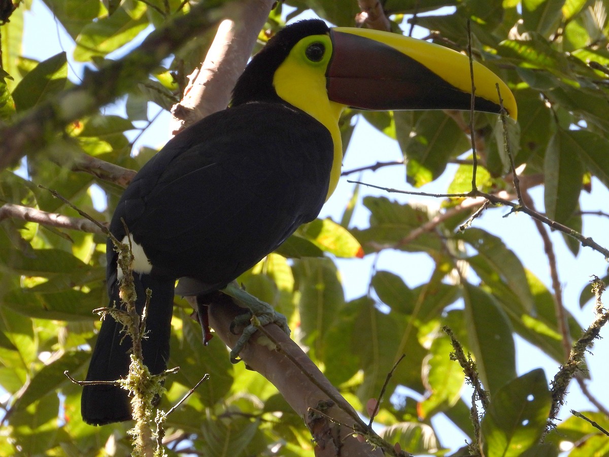 Yellow-throated Toucan - ML632991962