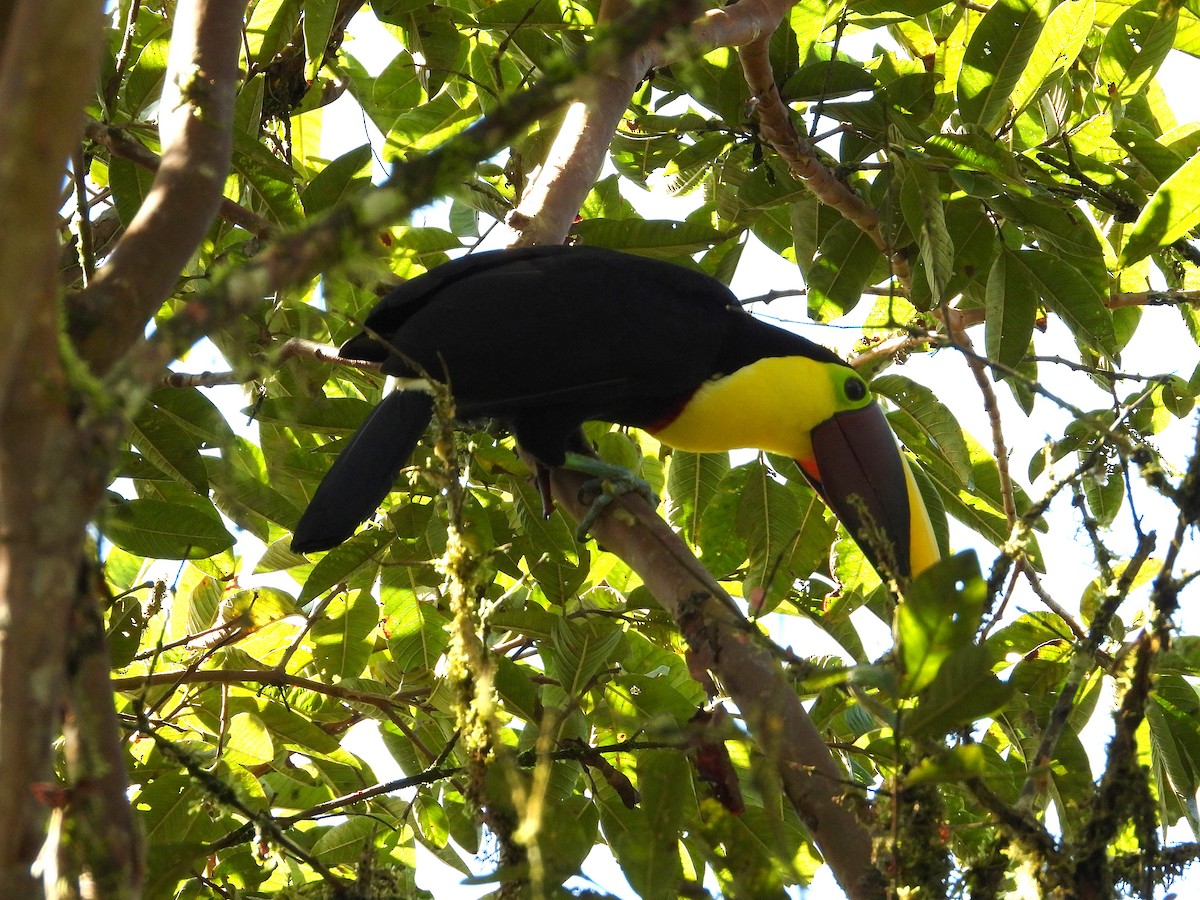 Yellow-throated Toucan - ML632991971